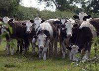 Barclays launches £100m renewable fund for farmers